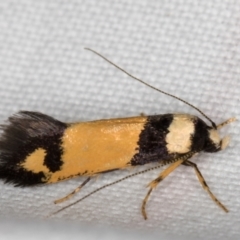 Cosmopterigidae (family) undescribed species at Melba, ACT - 1 Jan 2022