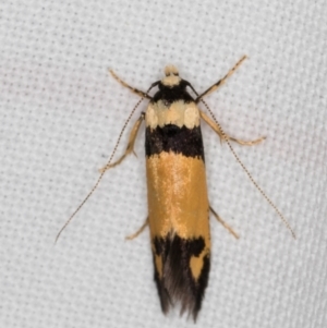 Cosmopterigidae (family) undescribed species at Melba, ACT - 1 Jan 2022