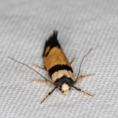 Cosmopterigidae (family) undescribed species at Melba, ACT - 1 Jan 2022 09:16 PM