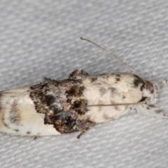 Piloprepes antidoxa (A concealer moth (Wingia group)) at Melba, ACT - 1 Jan 2022 by kasiaaus