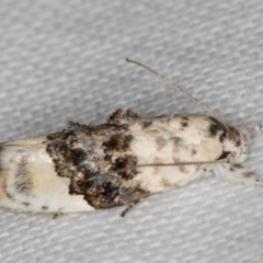 Piloprepes antidoxa (A concealer moth) at Melba, ACT - 1 Jan 2022 by kasiaaus