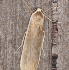 Scoliacma nana (Diminutive Footman) at Melba, ACT - 1 Jan 2022 by kasiaaus