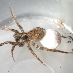 Venatrix sp. (genus) (Unidentified Venatrix wolf spider) at Narrabundah, ACT - 16 Feb 2022 by RobParnell