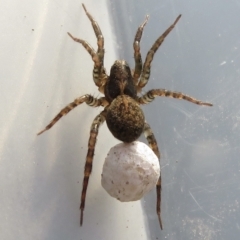 Venatrix sp. (genus) at Narrabundah, ACT - 16 Feb 2022