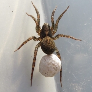 Venatrix sp. (genus) at Narrabundah, ACT - 16 Feb 2022