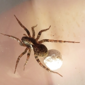 Venatrix sp. (genus) at Narrabundah, ACT - 16 Feb 2022