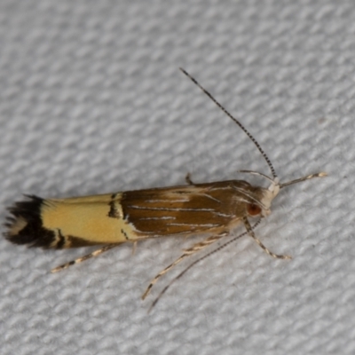 Labdia deliciosella (A Cosmet moth) at Melba, ACT - 1 Jan 2022 by kasiaaus