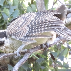 Eudynamys orientalis at Narrabundah, ACT - 16 Feb 2022