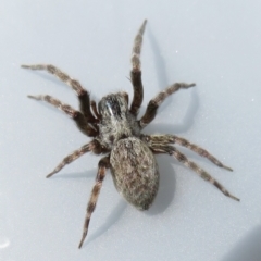 Badumna (genus) (Lattice-web spider) at Narrabundah, ACT - 13 Feb 2022 by RobParnell