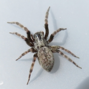 Badumna sp. (genus) at Narrabundah, ACT - 13 Feb 2022