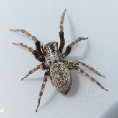 Badumna (genus) (Lattice-web spider) at Narrabundah, ACT - 13 Feb 2022 by RobParnell