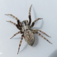 Badumna sp. (genus) (Lattice-web spider) at Narrabundah, ACT - 13 Feb 2022 by RobParnell
