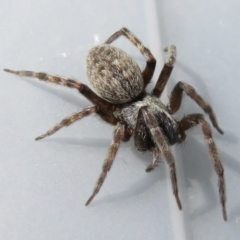 Badumna sp. (genus) at Narrabundah, ACT - 13 Feb 2022