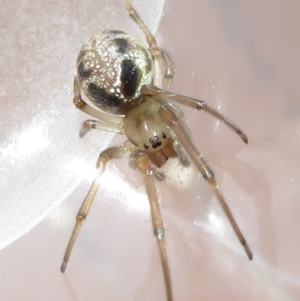 Phonognatha graeffei at Narrabundah, ACT - 11 Feb 2022