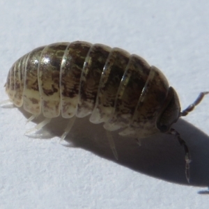 Armadillidium vulgare at Narrabundah, ACT - 10 Feb 2022 04:37 PM