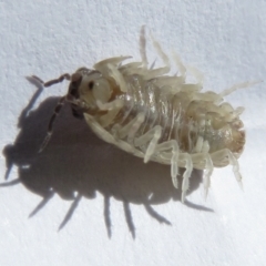 Armadillidium vulgare at Narrabundah, ACT - 10 Feb 2022