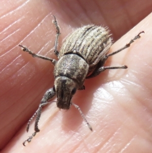 Naupactus leucoloma at Fyshwick, ACT - 10 Feb 2022 03:37 PM