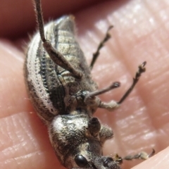 Naupactus leucoloma at Fyshwick, ACT - 10 Feb 2022 03:37 PM