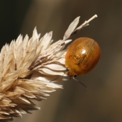 Paropsisterna cloelia (Eucalyptus variegated beetle) at Fyshwick, ACT - 23 Feb 2022 by TimL