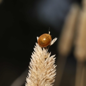 Paropsisterna cloelia at Fyshwick, ACT - 23 Feb 2022 10:24 AM