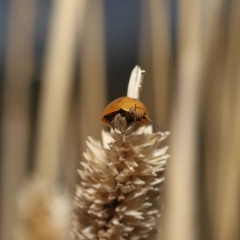 Paropsisterna cloelia at Fyshwick, ACT - 23 Feb 2022 10:24 AM