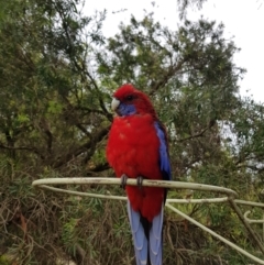 Platycercus elegans (Crimson Rosella) at Kambah, ACT - 26 Feb 2022 by MatthewFrawley