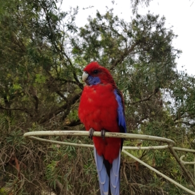 Platycercus elegans (Crimson Rosella) at Kambah, ACT - 26 Feb 2022 by MatthewFrawley