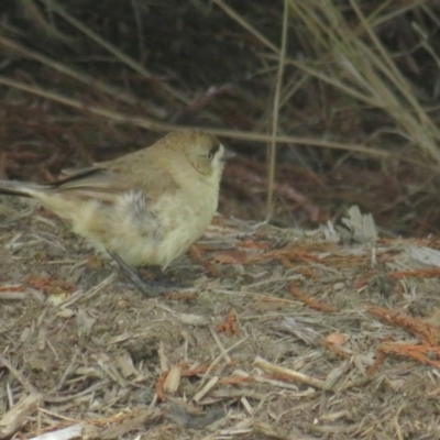 Aphelocephala leucopsis (Southern Whiteface) at Molonglo Valley, ACT - 19 Jan 2022 by BenW