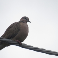 Streptopelia chinensis (Spotted Dove) at Griffith, ACT - 19 Jan 2022 by tom.tomward@gmail.com