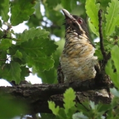 Eudynamys orientalis (Pacific Koel) at Griffith, ACT - 20 Jan 2022 by tom.tomward@gmail.com
