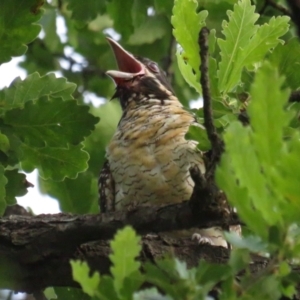 Eudynamys orientalis at Griffith, ACT - 20 Jan 2022