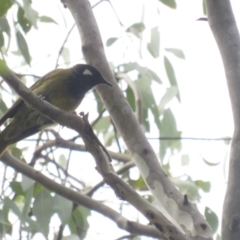 Nesoptilotis leucotis (White-eared Honeyeater) at Carwoola, NSW - 24 Jan 2022 by TomW