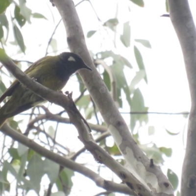 Nesoptilotis leucotis (White-eared Honeyeater) at Carwoola, NSW - 24 Jan 2022 by TomW