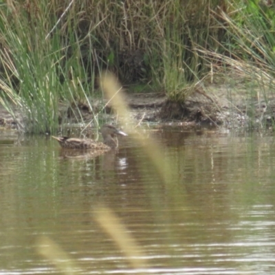 Spatula rhynchotis (Australasian Shoveler) at Hoskinstown, NSW - 24 Jan 2022 by BenW