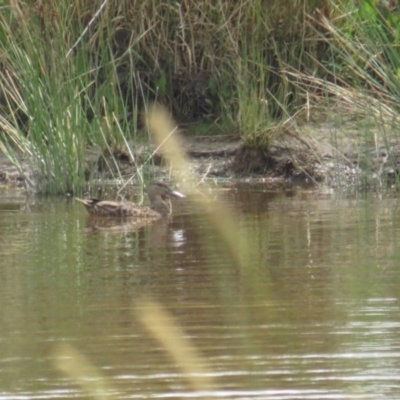 Spatula rhynchotis (Australasian Shoveler) at QPRC LGA - 24 Jan 2022 by TomW