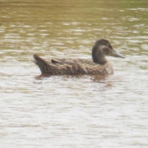 Spatula rhynchotis at Hoskinstown, NSW - 24 Jan 2022