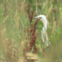 Ardea pacifica at Hoskinstown, NSW - 24 Jan 2022