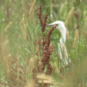 Ardea pacifica at Hoskinstown, NSW - 24 Jan 2022