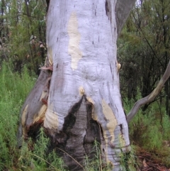 Eucalyptus rossii (Inland Scribbly Gum) at Molonglo Valley, ACT - 26 Feb 2022 by MatthewFrawley