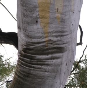 Eucalyptus rossii at Molonglo Valley, ACT - 26 Feb 2022 09:09 AM