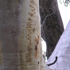 Eucalyptus rossii at Molonglo Valley, ACT - 26 Feb 2022