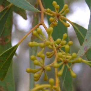 Eucalyptus rossii at Molonglo Valley, ACT - 26 Feb 2022 09:09 AM