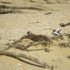 Charadrius rubricollis (Hooded Plover) at Wallaga Lake, NSW - 28 Feb 2021 by BenW