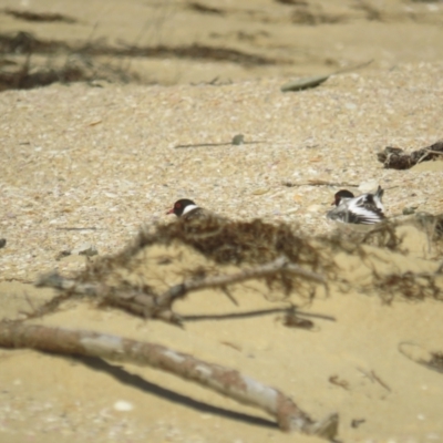 Charadrius rubricollis (Hooded Plover) at Wallaga Lake, NSW - 28 Feb 2021 by TomW