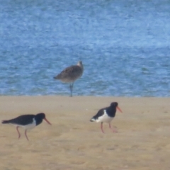 Haematopus longirostris (Australian Pied Oystercatcher) at Wallaga Lake, NSW - 28 Feb 2021 by BenW