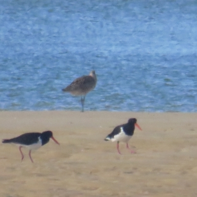 Haematopus longirostris (Australian Pied Oystercatcher) at Wallaga Lake, NSW - 28 Feb 2021 by BenW