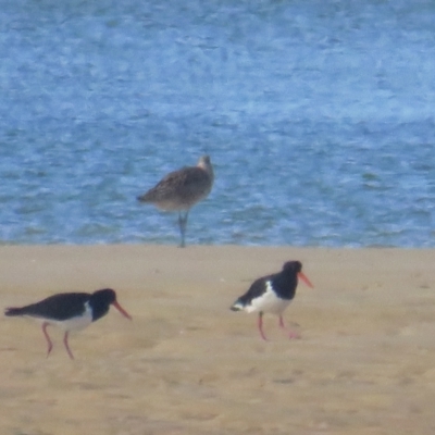 Haematopus longirostris (Australian Pied Oystercatcher) at Wallaga Lake, NSW - 28 Feb 2021 by TomW