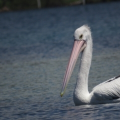 Pelecanus conspicillatus (Australian Pelican) at Narooma, NSW - 28 Feb 2021 by BenW