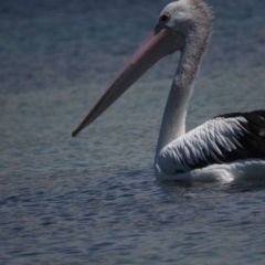 Pelecanus conspicillatus at Narooma, NSW - 28 Feb 2021