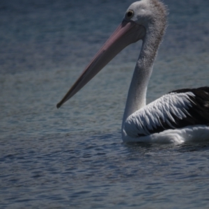 Pelecanus conspicillatus at Narooma, NSW - 28 Feb 2021 01:30 PM